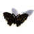 Black Butterfly with Gold Detail Hair Clip - Hair Clip - Baby Hair UK
