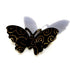 Black Butterfly with Gold Detail Hair Clip